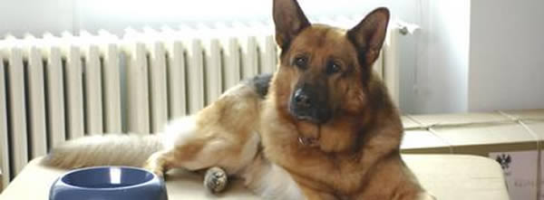 Rex, el perro policía más famoso del cine