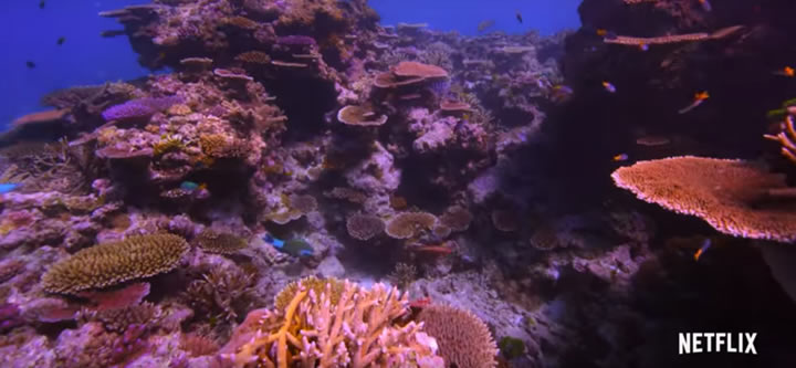 Documental En busca del coral - Estreno en Netflix España el 14 de Julio