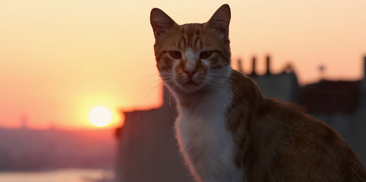 Kedi (Gatos de Estambul) - Estrenos 21 de Julio