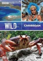 Caribe salvaje