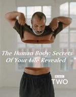 Los secretos del cuerpo humano