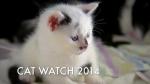 Cat Watch: The New Horizon Experiment