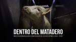 Dentro del matadero: Investigación realizada en mataderos del estado español 