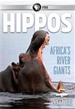 Hipopótamo: el gigante de África
