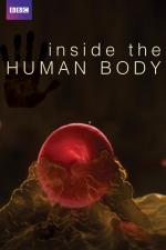 En el interior del cuerpo humano