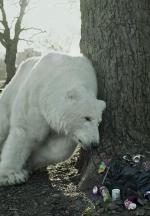 The Homeless Polar Bear