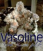 Stone Temple Pilots: Vasoline