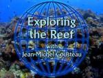 Buscando a Nemo: Explorando el arrecife
