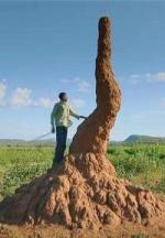 Termites: The Inner Sanctum 