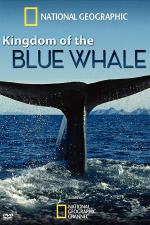 El reino del rorcual azul