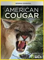 American Cougar